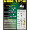 DNA &amp; Heredity Poster Set (43cm x 55.9cm) 4 Posters