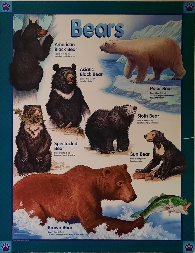 Bears Chart (55cmx 43cm)
