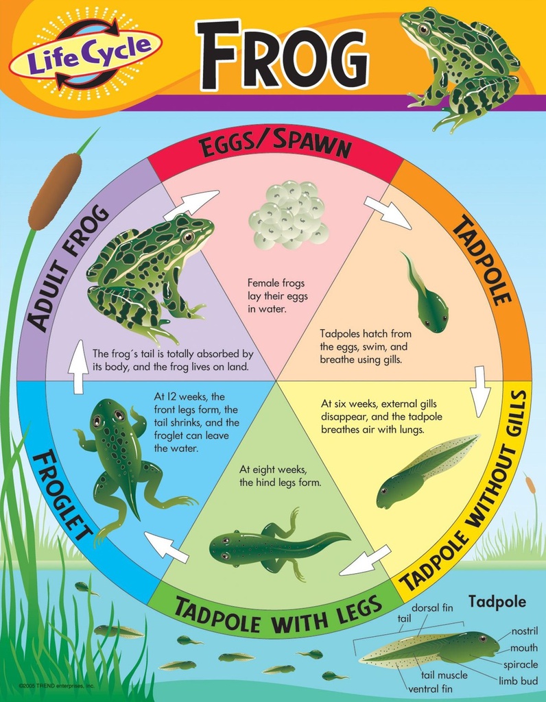 Life Cycle of a Frog Chart (55cmx 43cm)