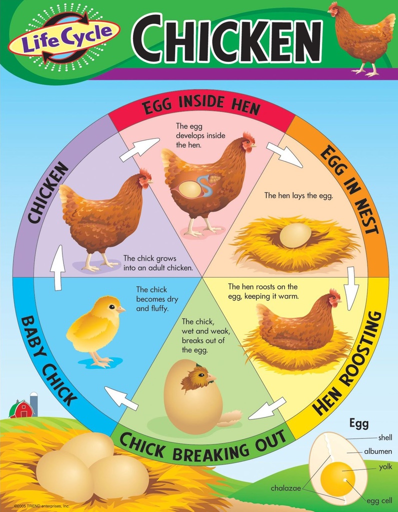Life Cycle of a Chicken Chart (55cmx 43cm)