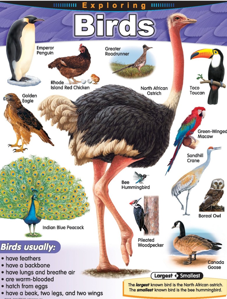 Exploring Birds Chart (55cmx 43cm)