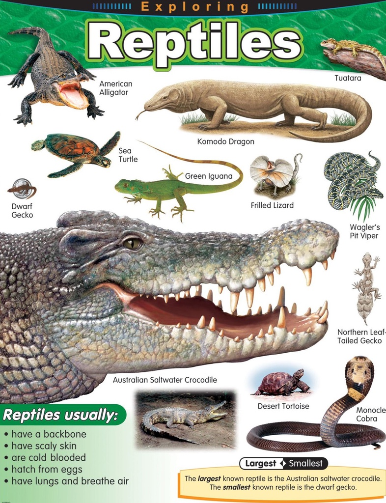 Exploring Reptiles Chart (55cmx 43cm)