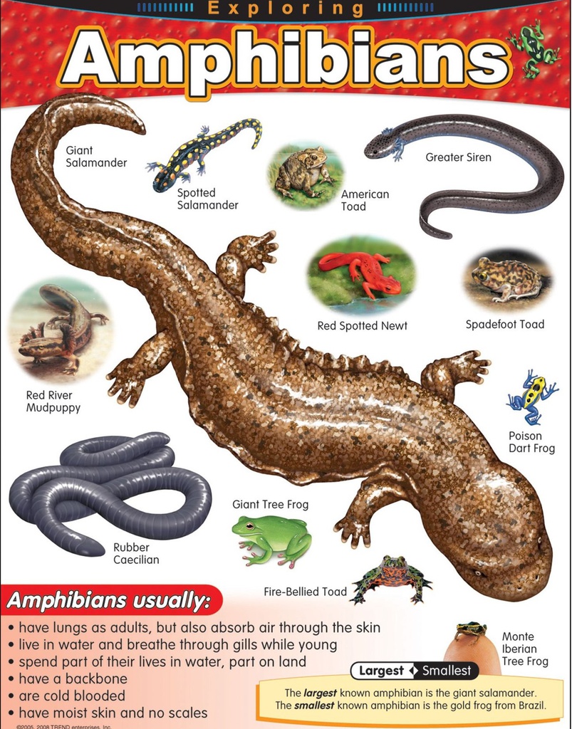 Exploring Amphibians Chart (55cmx 43cm)
