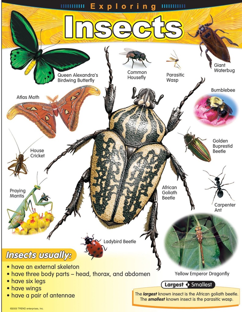 Exploring Insects Chart (55cmx 43cm)