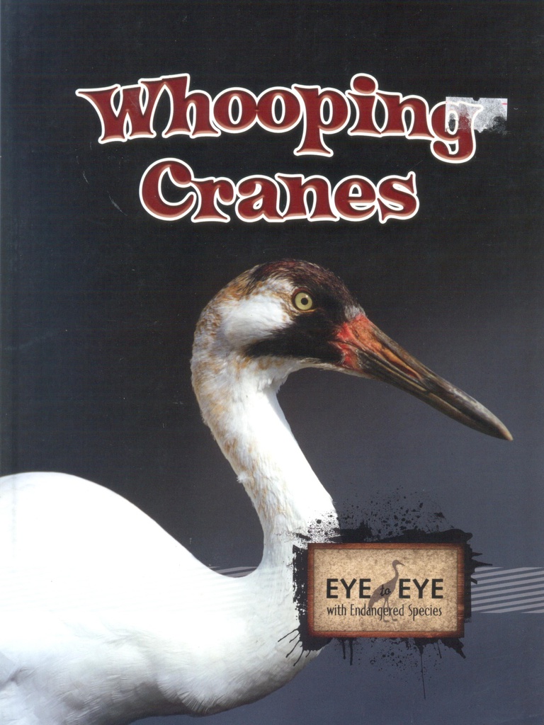Eye to Eye with Endangered Species: Whooping Cranes