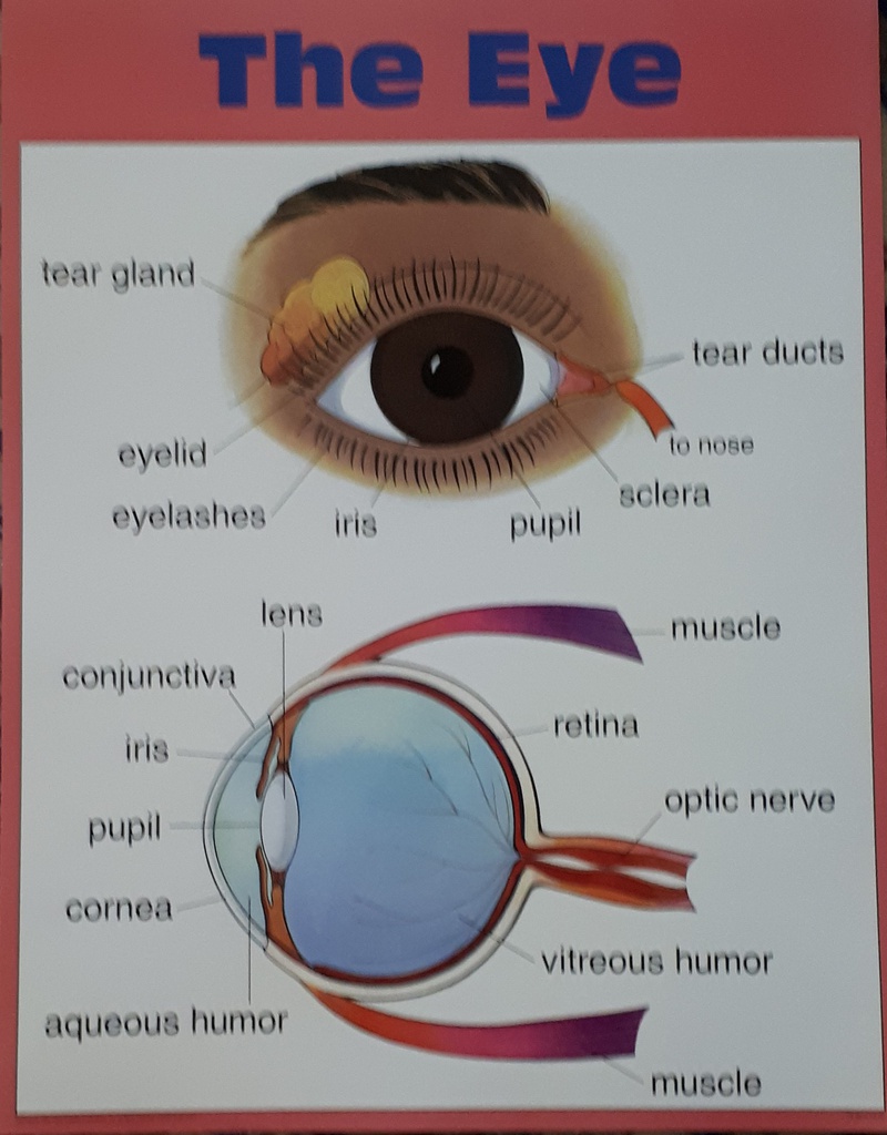 The  Eye Chart (55cmx 43cm)