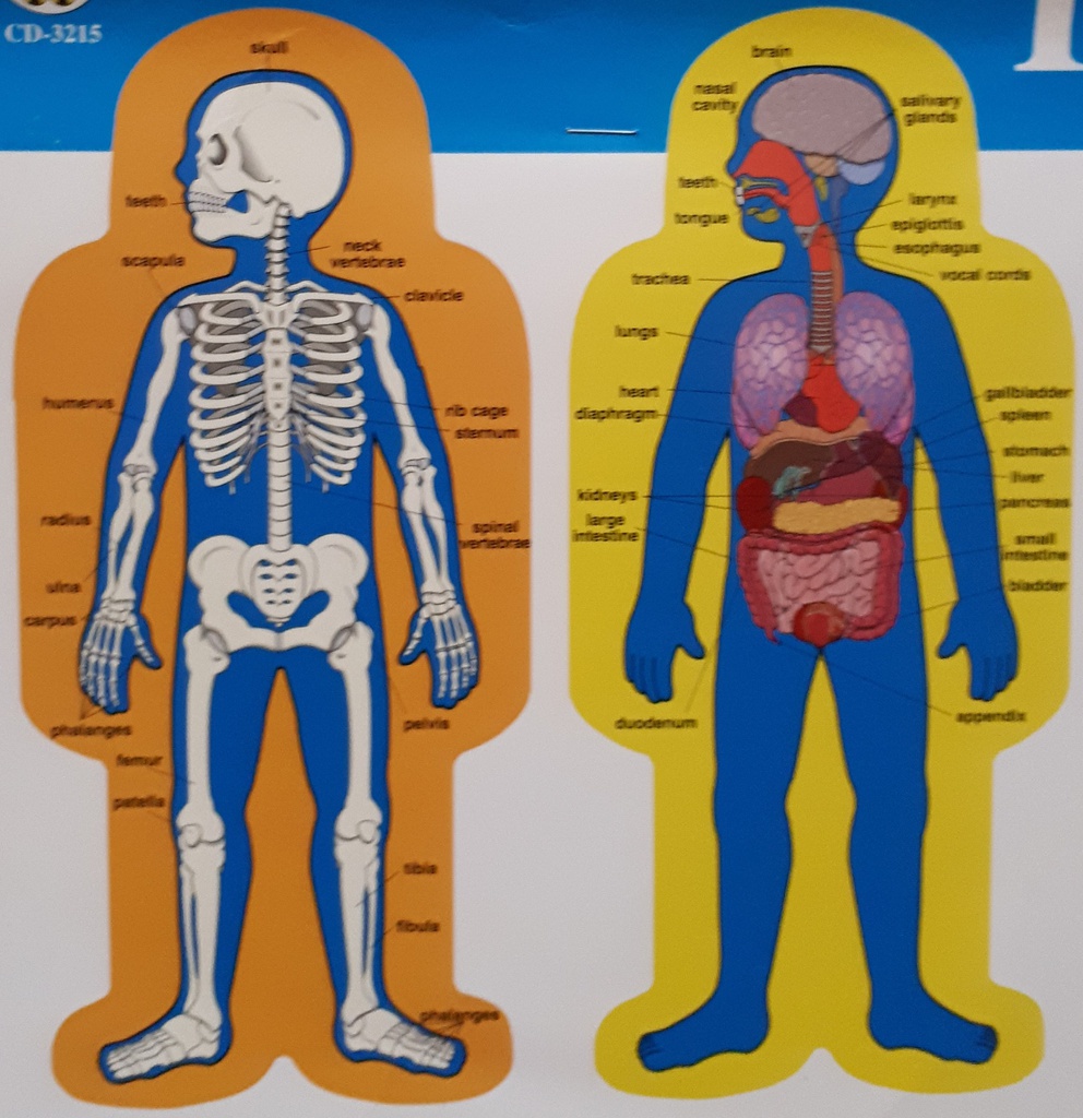 CHILD-SIZE Human Body B.B.Set 2 figures assembled (50&quot; tall= 127 cm)  resource guide