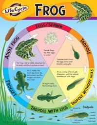 [TX38152] Life Cycle of a Frog Chart (55cmx 43cm)