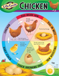 [TX38153] Life Cycle of a Chicken Chart (55cmx 43cm)
