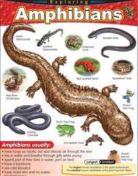 [TX38182] Exploring Amphibians Chart (55cmx 43cm)