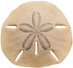 [TX10075] Sand Dollar Accents 15cm(36 sheets)