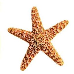 [TX10581] Mini Starfish Mini Accent 3''(7.5cm) (36 pcs)