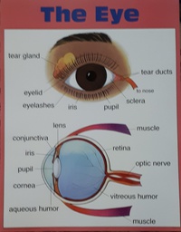 [FSX36016] The  Eye Chart (55cmx 43cm)