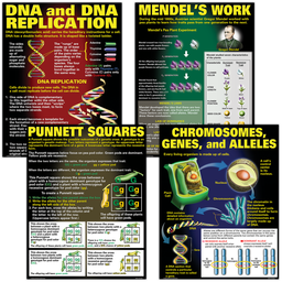 [MCP128] DNA &amp; Heredity Poster Set (43cm x 55.9cm) 4 Posters