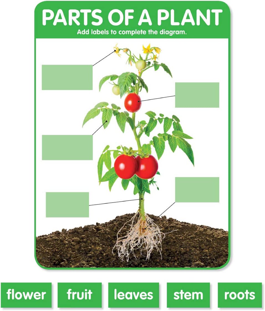 MORE SIGHT WORDS BULLETIN BOARD SET (copy)