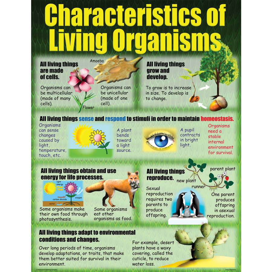 Living Organisms Poster Set (43cm x 55.9cm) 4 Posters