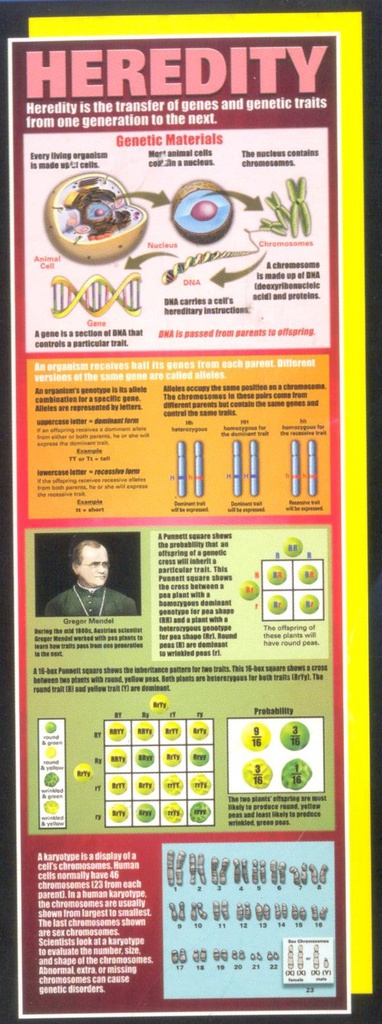 Heredity Colossal Poster Middle / Upper Grades (5.5'-167.6cm) (1pc)