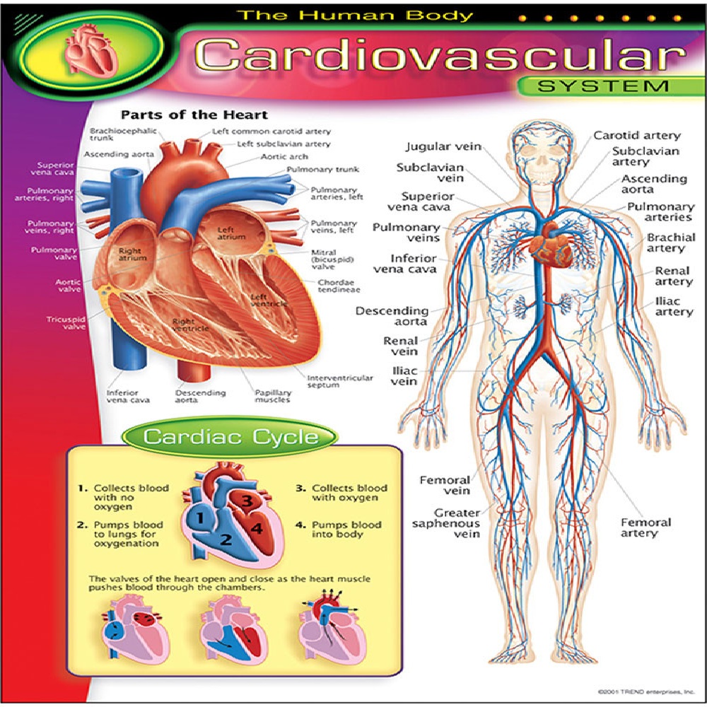 The Human Body–Cardiovascular System Chart 17''x22''(43cmx55cm)