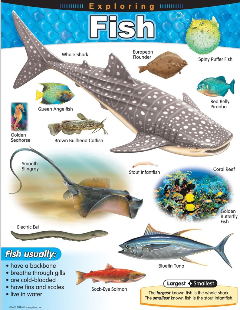 Exploring Fish Chart ( 55cmx 43cm)(22''x17'')