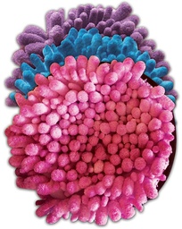 [ELP866304] FUZZY STUFF SENSORY DISCS 3 PACK