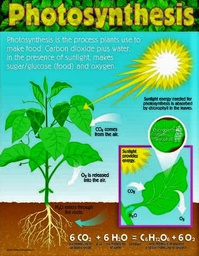 [TX38192] Photosynthesis Chart ( 55cm x 43cm)