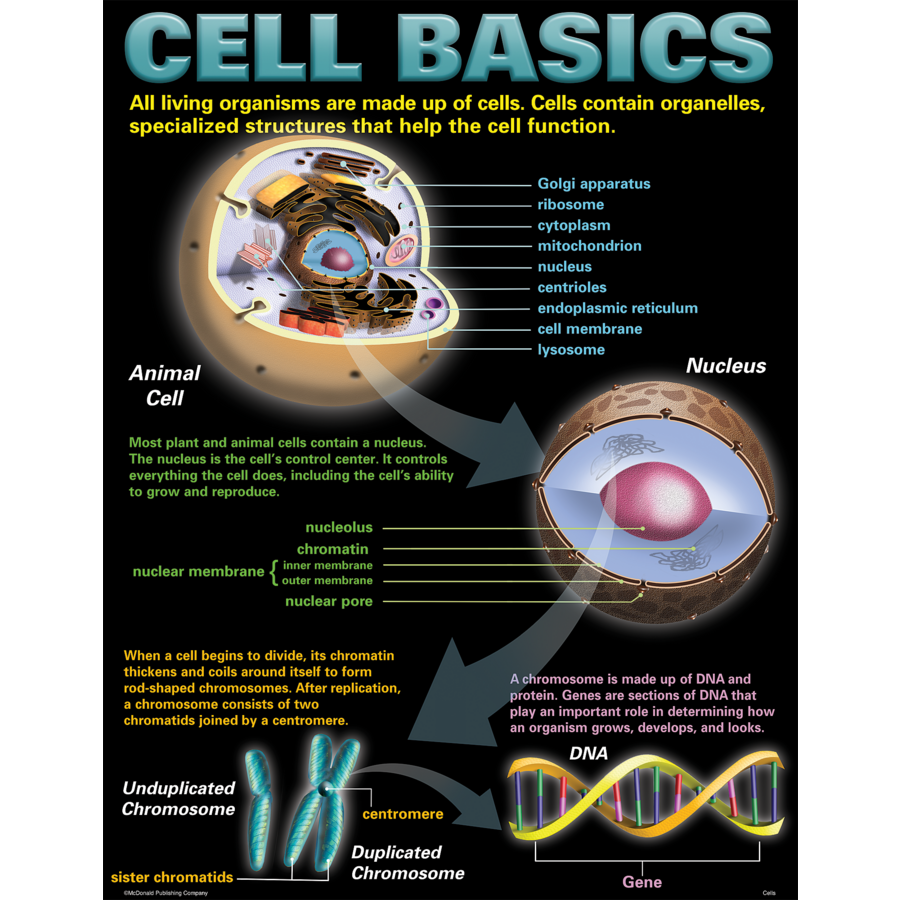 Cells Poster Set (43cm x 55.9cm) 4 Posters