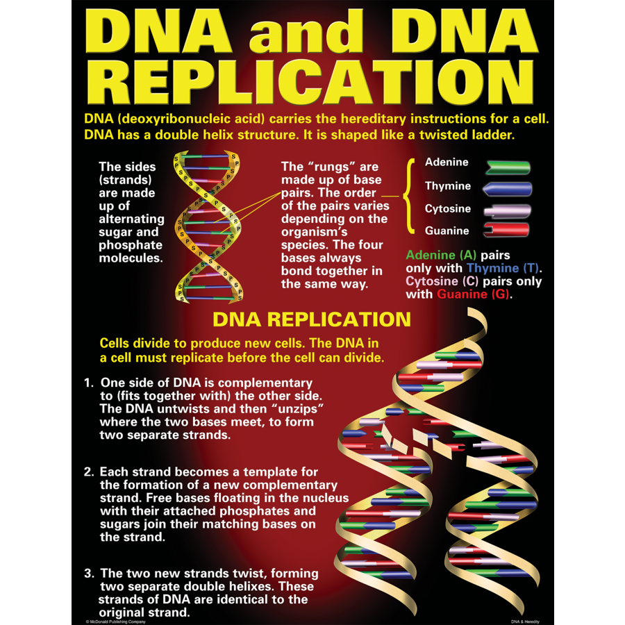 DNA &amp; Heredity Poster Set (43cm x 55.9cm) 4 Posters