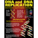 DNA &amp; Heredity Poster Set (43cm x 55.9cm) 4 Posters