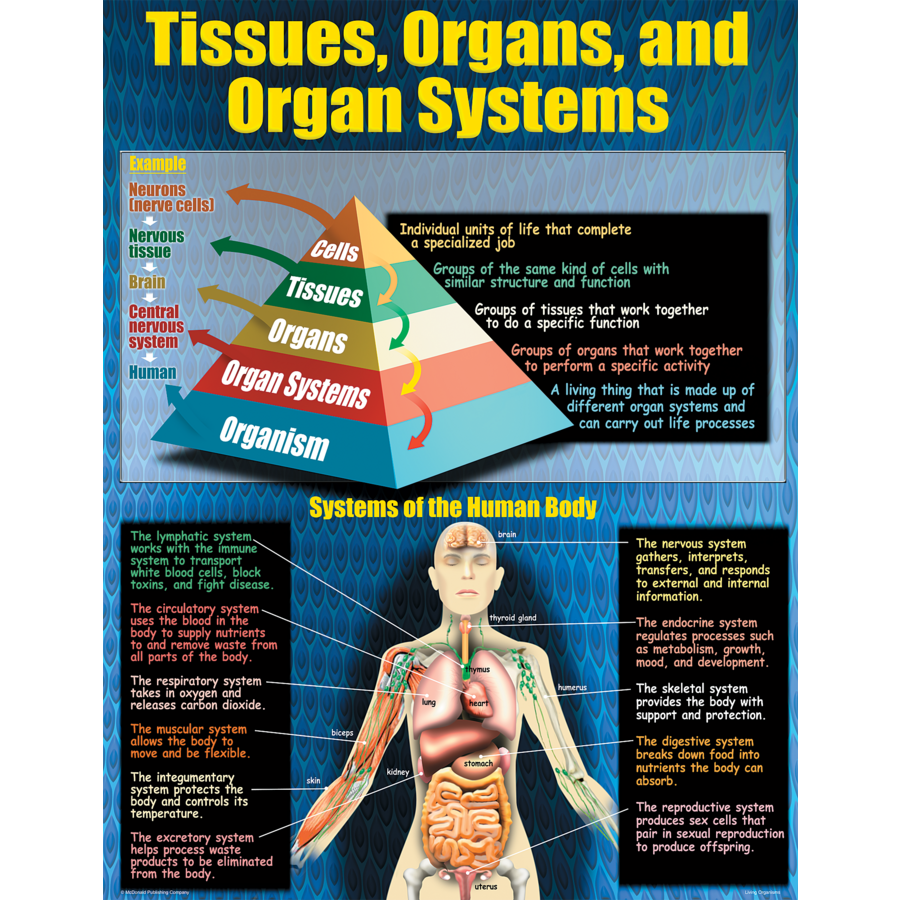 Living Organisms Poster Set (43cm x 55.9cm) 4 Posters