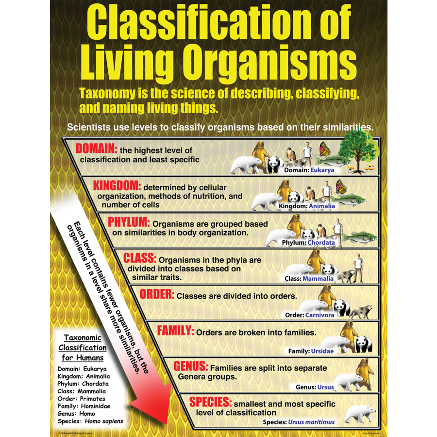 Living Organisms Poster Set (43cm x 55.9cm) 4 Posters