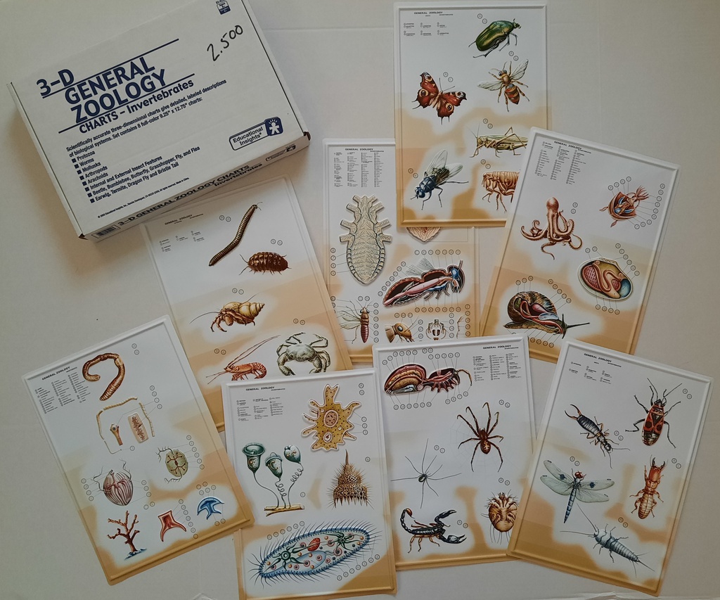 Zoology Charts-Invertebrates 3-D Ages:9+ (34cmx24cm)