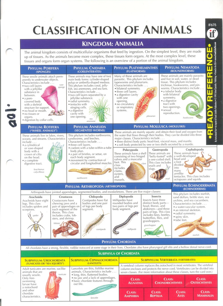 Classification of Animals - Singles (9''x12'')(22.8cmx30.4cm)