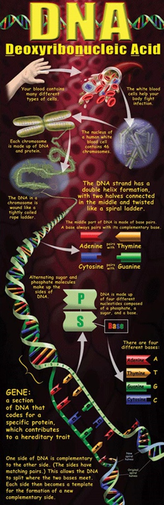 DNA COLOSSAL POSTER MIDDLE UPPER GRADE (5&quot;(1.6m)  (1pc)