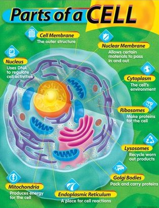 Parts of a Cell Chart (55cmx 43cm)