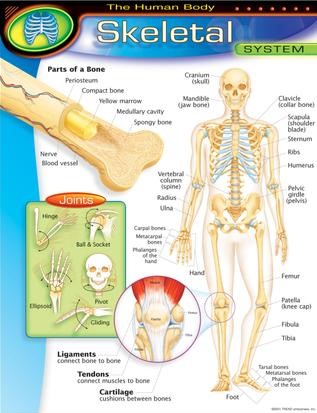 The Human Body–Skeletal System Chart 17''x22''(43cmx55cm)