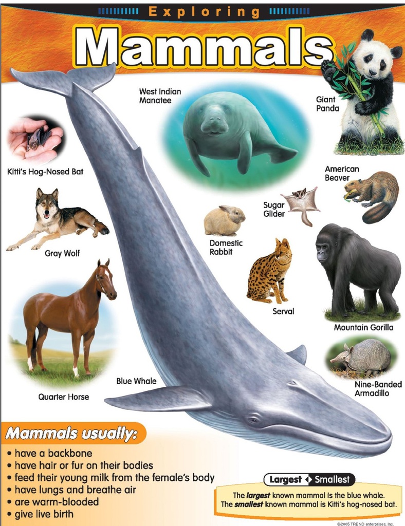 Exploring Mammals Chart (55cmx 43cm)(22''x17'')