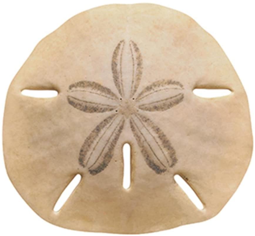 Sand Dollar Accents (15cm) (36 sheets)