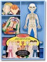 Magnetic Human Body Ages:3+ (24pcs)(21cmx10cm)