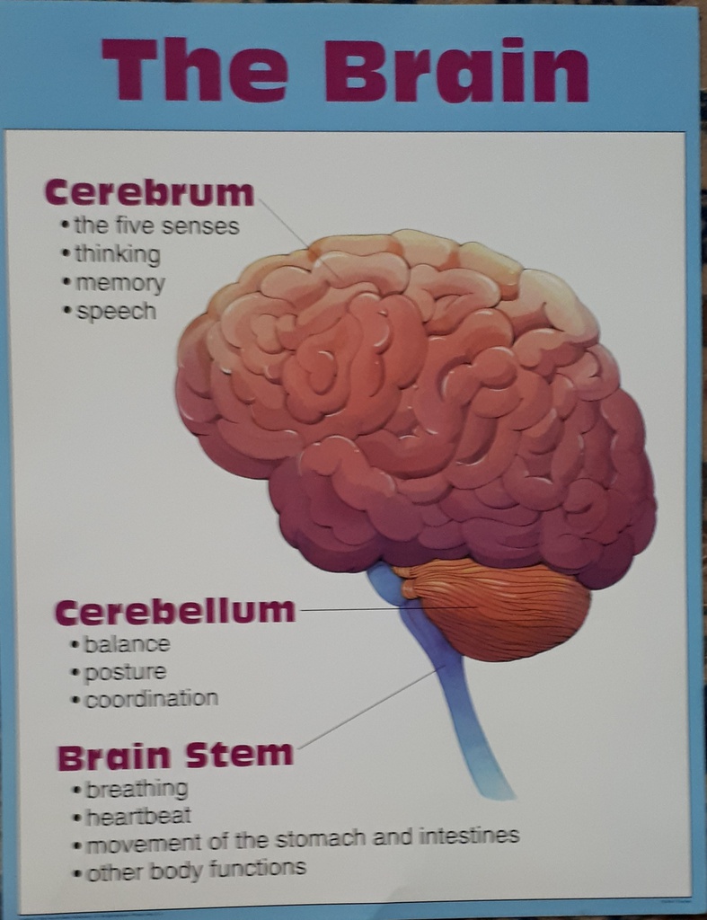 THE BRAIN Chart (55cmx 43cm)