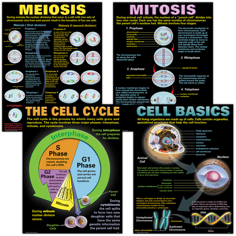 Cells Poster Set (43cm x 55.9cm) 4 Posters