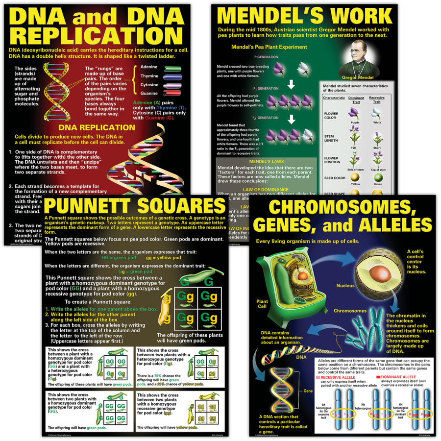 DNA &amp; Heredity Poster Set (43cm x 55.9cm) 4 Posters ( 3 - 7 yrs.old )