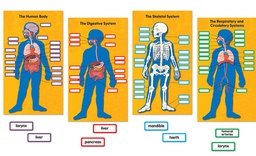 [CDX110178] Human Body Bulletin Board Set  (84pcs)