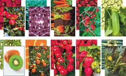 [PX0072291] NATURE'S Bounty Paper 4 sheet each of 10 patterns  (210cm x 297cm)   (40 sheets)