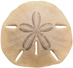 [TX10075] Sand Dollar Accents (15cm) (36 sheets)