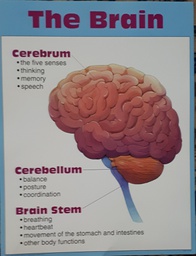 [FSX36015] THE BRAIN Chart (55cmx 43cm)